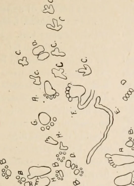 An illustration from The Antiquarian [serial], 1897, leaf 102