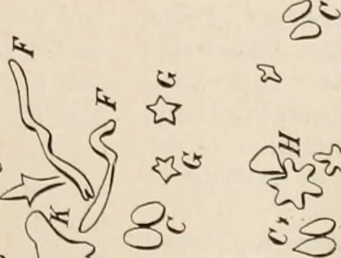An illustration from The Antiquarian [serial], 1897, leaf 102