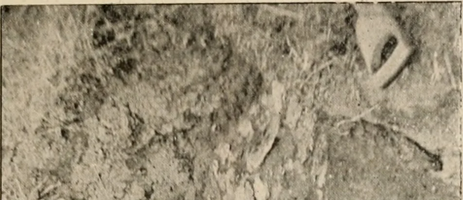 An illustration from The Antiquarian [serial], 1897, leaf 126