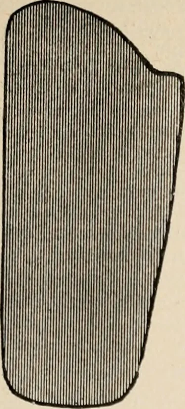 An illustration from The Antiquarian [serial], 1897, leaf 138