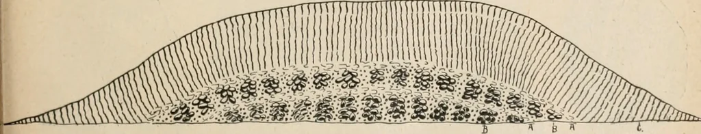 An illustration from The Antiquarian [serial], 1897, leaf 164