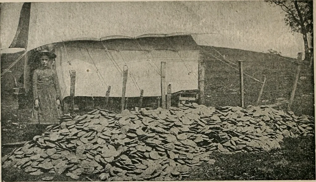 An illustration from The Antiquarian [serial], 1897, leaf 165