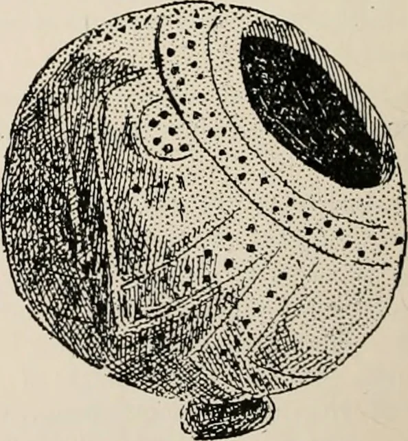 An illustration from The Antiquarian [serial], 1897, leaf 17