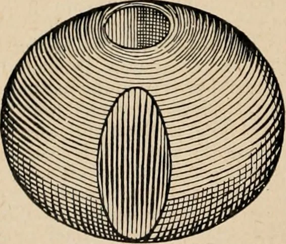 An illustration from The Antiquarian [serial], 1897, leaf 201