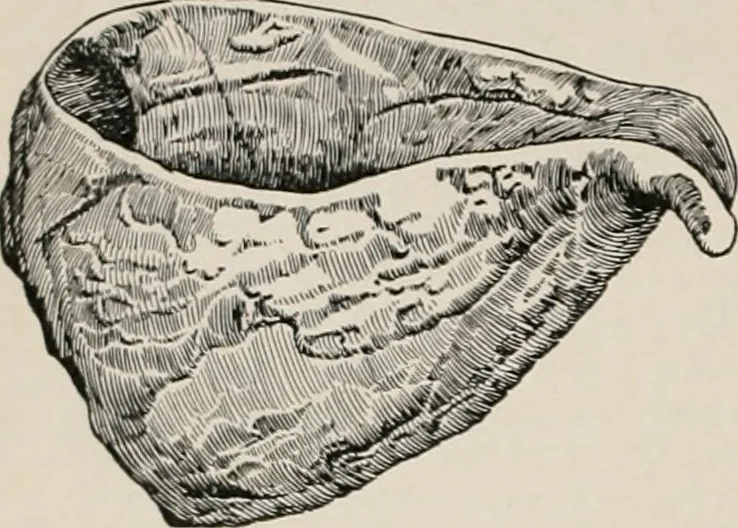 An illustration from The Antiquarian [serial], 1897, leaf 223