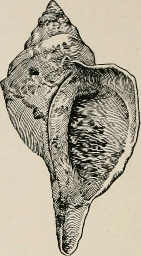 An illustration from The Antiquarian [serial], 1897, leaf 223