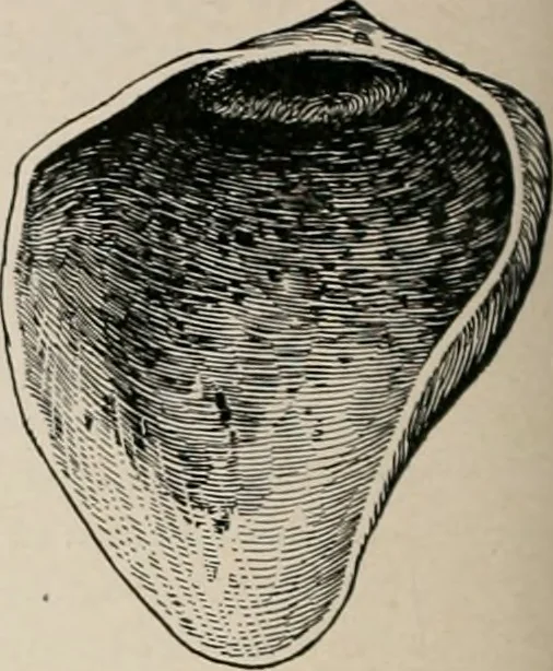 An illustration from The Antiquarian [serial], 1897, leaf 223