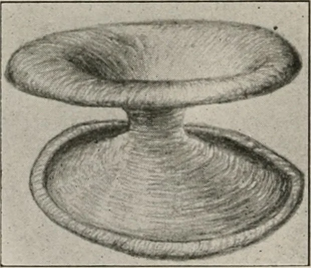 An illustration from The Antiquarian [serial], 1897, leaf 223