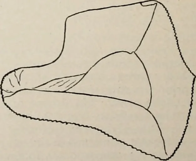 An illustration from The Antiquarian [serial], 1897, leaf 231
