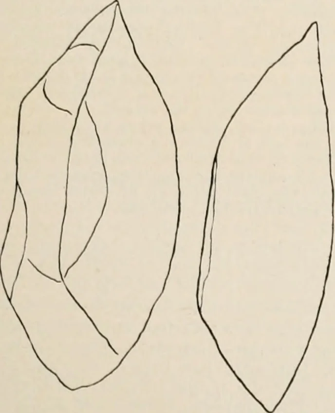 An illustration from The Antiquarian [serial], 1897, leaf 232