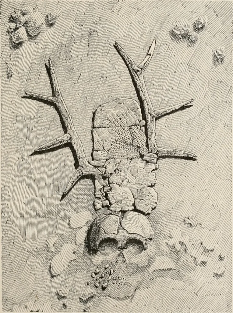 An illustration from The Antiquarian [serial], 1897, leaf 246