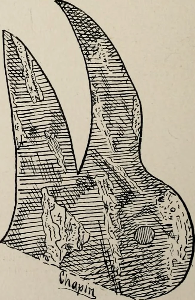 An illustration from The Antiquarian [serial], 1897, leaf 267