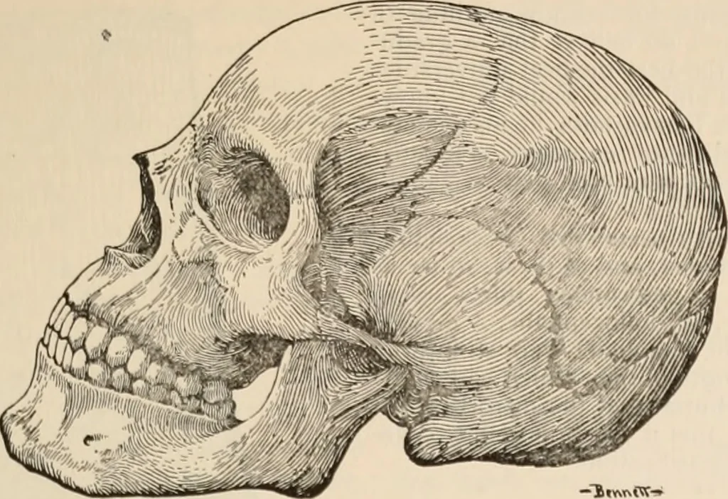 An illustration from The Antiquarian [serial], 1897, leaf 302