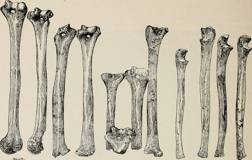 An illustration from The Antiquarian [serial], 1897, leaf 323