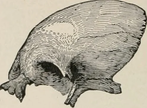 An illustration from The Antiquarian [serial], 1897, leaf 325