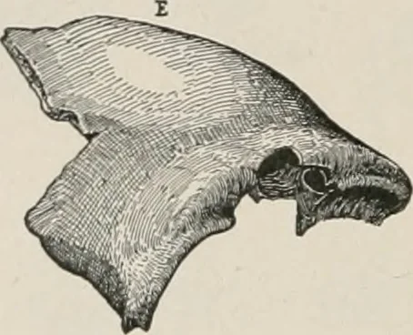 An illustration from The Antiquarian [serial], 1897, leaf 325