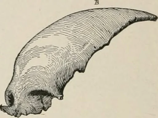 An illustration from The Antiquarian [serial], 1897, leaf 325