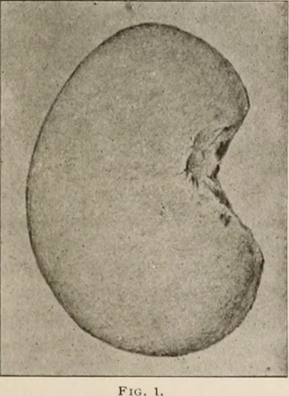 An illustration from The Antiquarian [serial], 1897, leaf 76