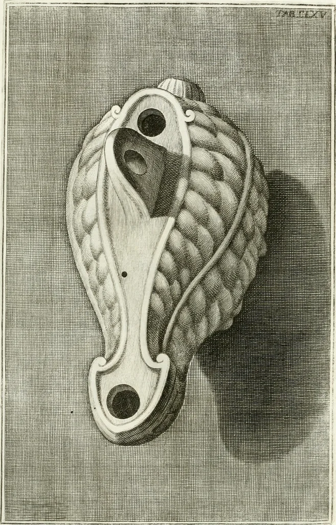 An illustration from Antiquitatis reliquiae a marchione Jacobo Musellio collectae, tabulis incisae et brevisibus explicationibus illustratae, 1756, leaf 396