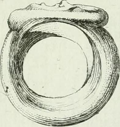 An illustration from Recueil d'antiquités egyptiennes, etrusques, grecques et romaines, 1756, leaf 672