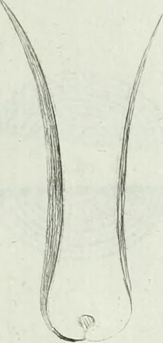 An illustration from Recueil d'antiquités egyptiennes, etrusques, grecques et romaines, 1756, leaf 678