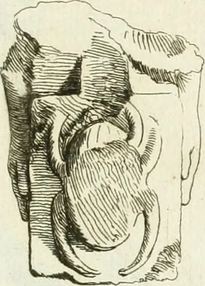 An illustration from Recueil d'antiquités egyptiennes, etrusques, grecques et romaines, 1756, leaf 450