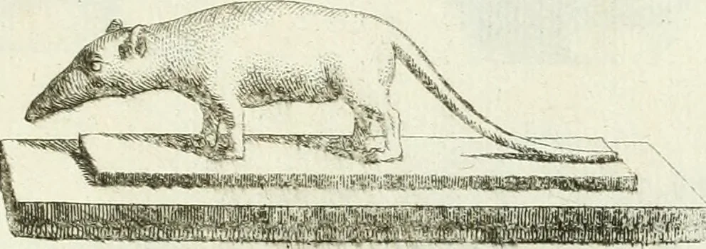 An illustration from Recueil d'antiquités egyptiennes, etrusques, grecques et romaines, 1756, leaf 480