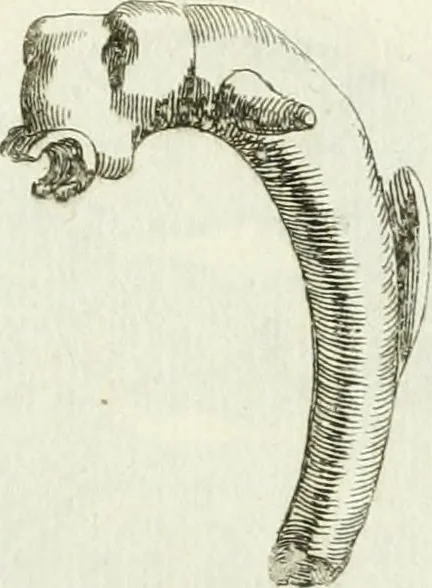 An illustration from Recueil d'antiquités egyptiennes, etrusques, grecques et romaines, 1756, leaf 648