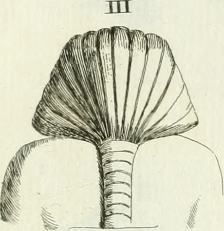 An illustration from Recueil d'antiquités egyptiennes, etrusques, grecques et romaines, 1756, leaf 416