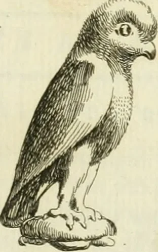 An illustration from Recueil d'antiquités egyptiennes, etrusques, grecques et romaines, 1756, leaf 240