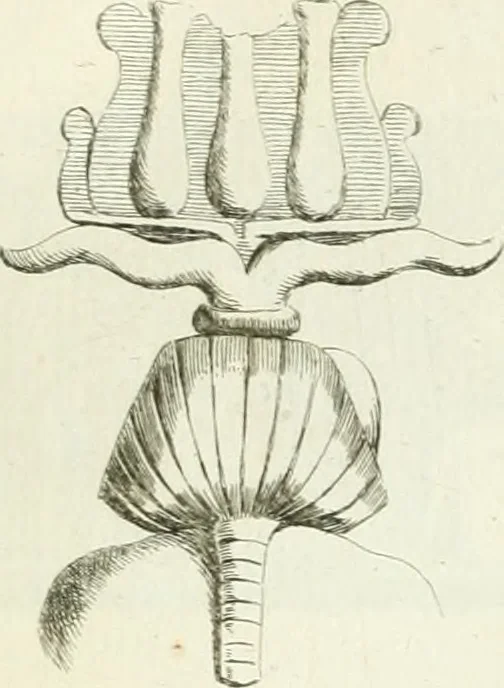 An illustration from Recueil d'antiquités egyptiennes, etrusques, grecques et romaines, 1756, leaf 458