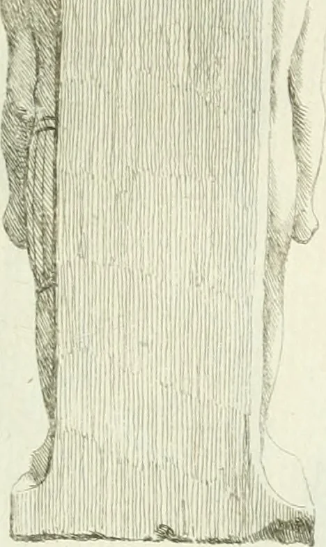 An illustration from Recueil d'antiquités egyptiennes, etrusques, grecques et romaines, 1756, leaf 464