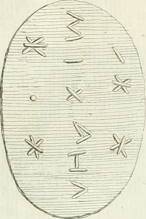 An illustration from Recueil d'antiquités egyptiennes, etrusques, grecques et romaines, 1756, leaf 484