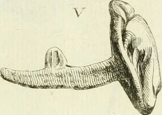 An illustration from Recueil d'antiquités egyptiennes, etrusques, grecques et romaines, 1756, leaf 632