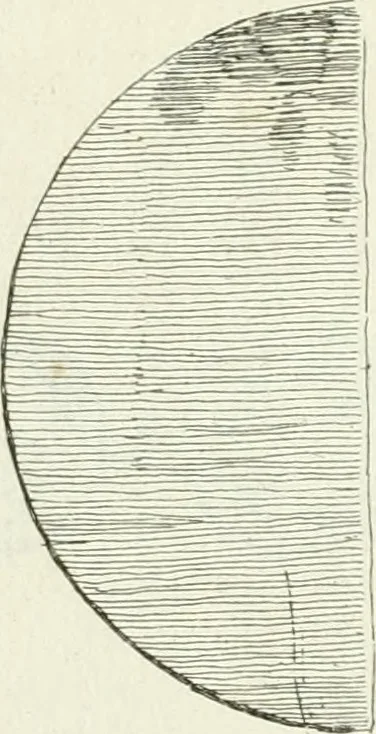 An illustration from Recueil d'antiquités egyptiennes, etrusques, grecques et romaines, 1756, leaf 648