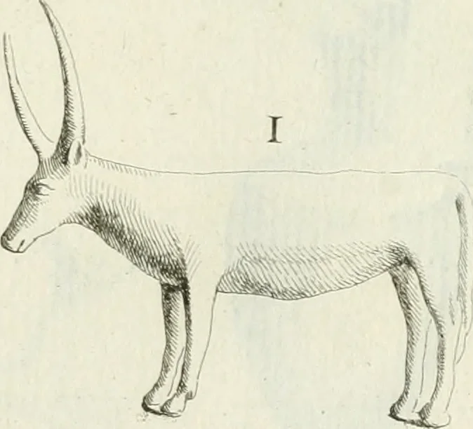 An illustration from Recueil d'antiquités egyptiennes, etrusques, grecques et romaines, 1756, leaf 402