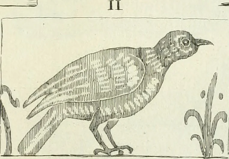 An illustration from Recueil d'antiquités egyptiennes, etrusques, grecques et romaines, 1756, leaf 420
