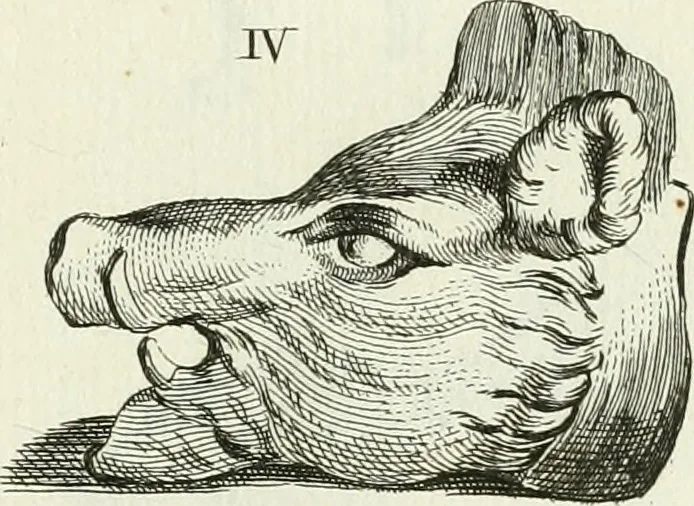 An illustration from Recueil d'antiquités egyptiennes, etrusques, grecques et romaines, 1756, leaf 464
