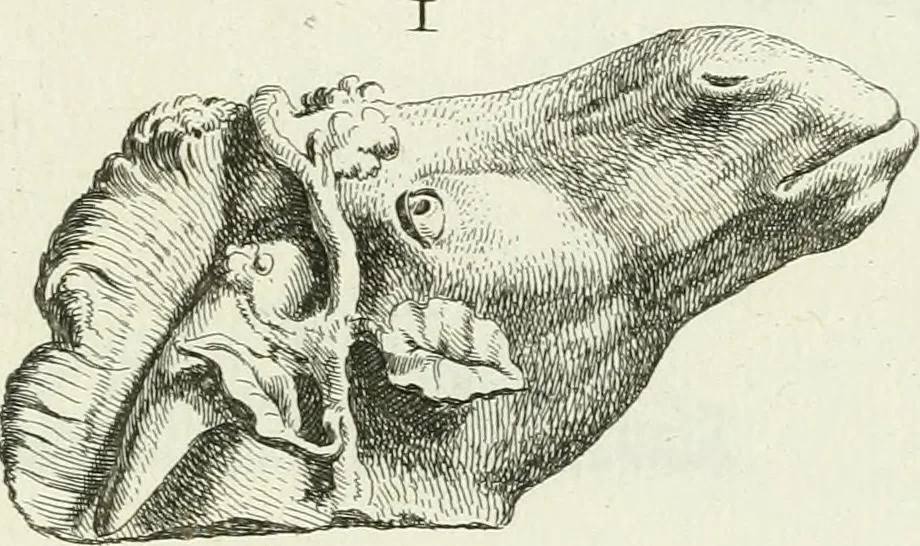 An illustration from Recueil d'antiquités egyptiennes, etrusques, grecques et romaines, 1756, leaf 482