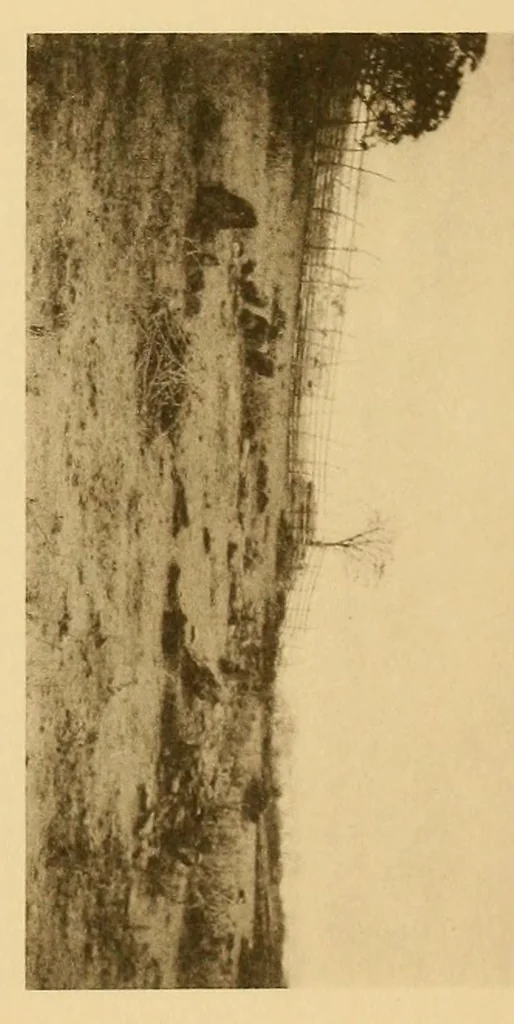 An illustration from The antiquities of Manabi, Ecuador; final report, 1910, leaf 335