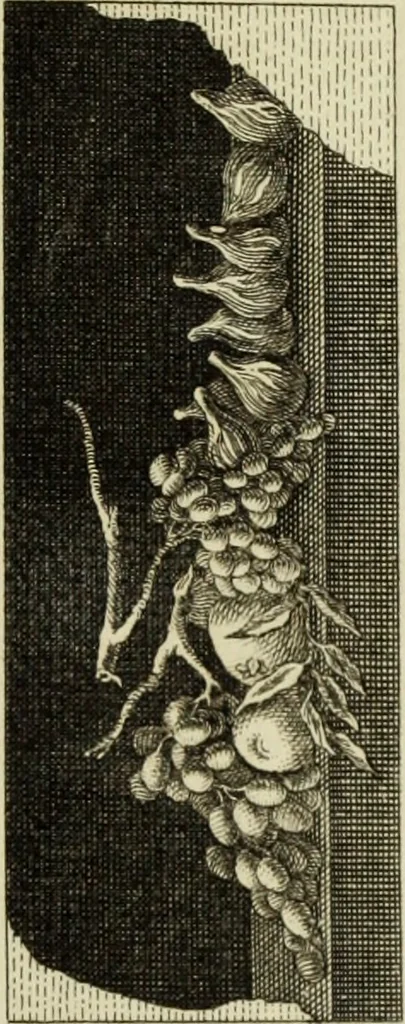 An illustration from The antiquities of Herculaneum, 1773, leaf 378