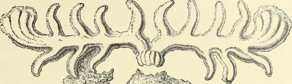 An illustration from Antiquités de la Russie méridionale, 1891, leaf 206
