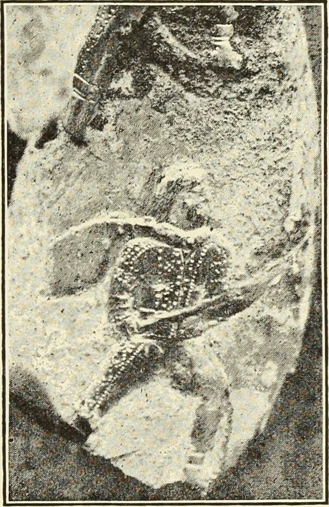 An illustration from Antiquités de la Russie méridionale, 1891, leaf 208