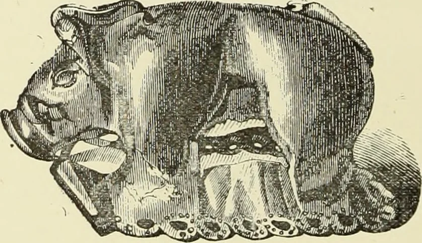 An illustration from Antiquités de la Russie méridionale, 1891, leaf 255