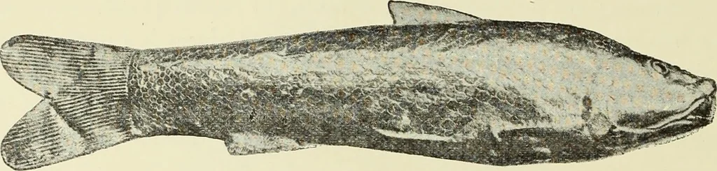 An illustration from Antiquités de la Russie méridionale, 1891, leaf 363