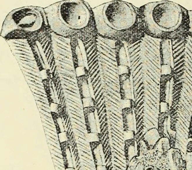 An illustration from Antiquités de la Russie méridionale, 1891, leaf 391