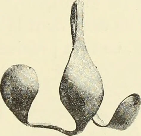 An illustration from Antiquités de la Russie méridionale, 1891, leaf 486