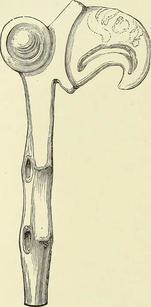 An illustration from Antiquités de la Russie méridionale, 1891, leaf 63