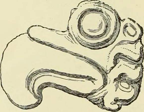 An illustration from Antiquités de la Russie méridionale, 1891, leaf 63