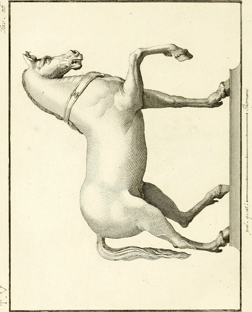 An illustration from Antiquités d'Herculanum, 1804, leaf 149